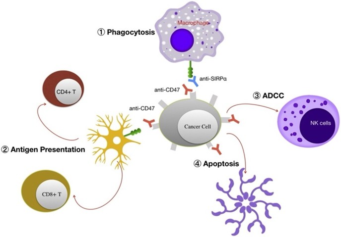 A-Differentiated-CD47-SIRPα-Blockade