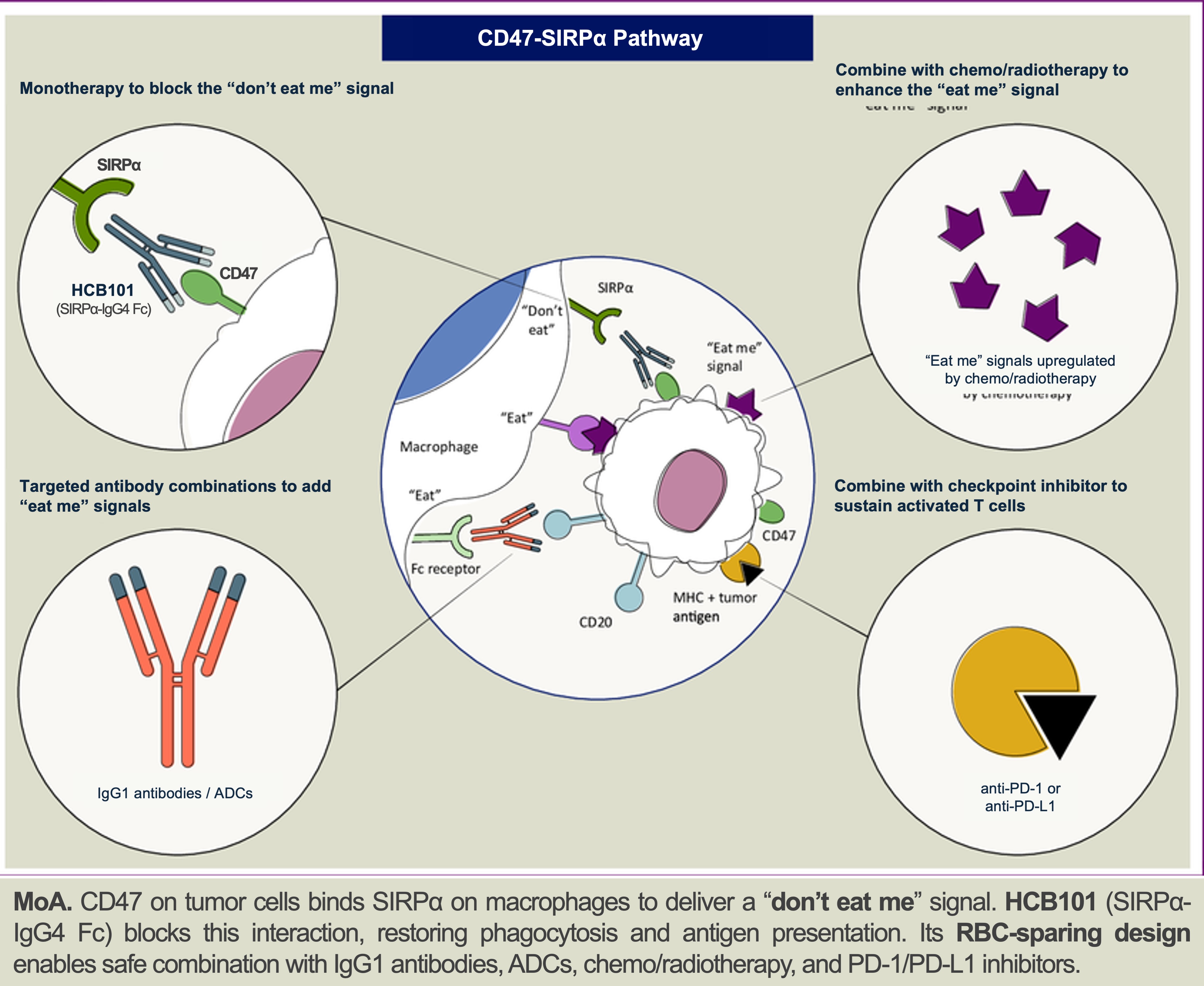 CD47-SIRPa-Pathway