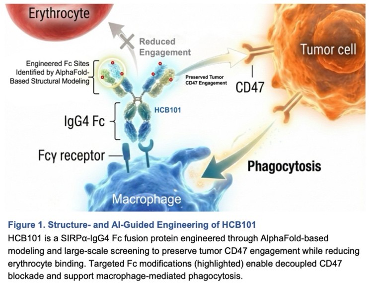 structure-and-AI-guided-engineering-of-HCB101